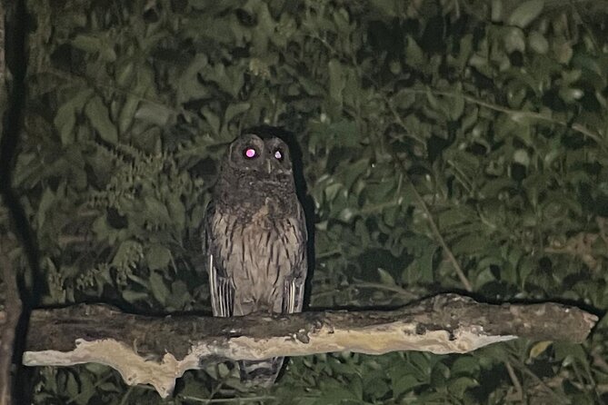 Night Walk Tour Monteverde - Flash Lights, Optic Gear, and the Timing Game