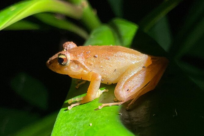 Night Walk Tour Monteverde - Group Size (8 Max): Why It Changes the Whole Feel