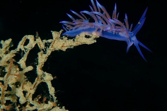 Nima Diving Center, Naxos, Greece - Key takeaways before you book