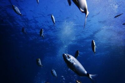 Nima Diving Center, Naxos, Greece - Your 6-Meter Shore Session: What Happens Underwater