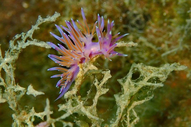 Nima Diving Center, Naxos, Greece - Photo and Video: The Souvenir That Doesn’t Feel Like a Sales Pitch
