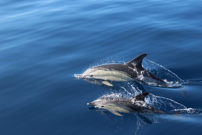 No chase Whale & Dolphin tour putting Marine Life first - we care - Setting out from Los Cristianos on a real sailing boat
