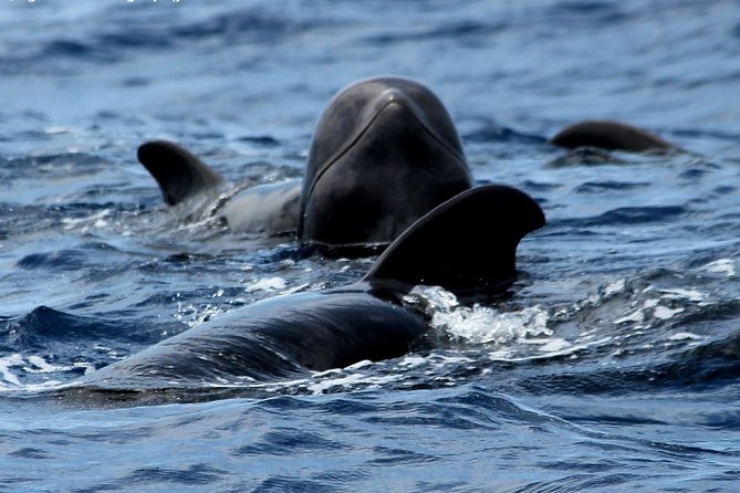 No chase Whale & Dolphin tour putting Marine Life first - we care - What you’re hoping to see in Tenerife waters