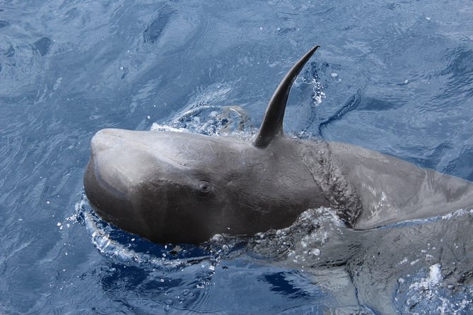 No chase Whale & Dolphin tour putting Marine Life first - we care - The sail itself: Mount Teide and the south-coast panorama