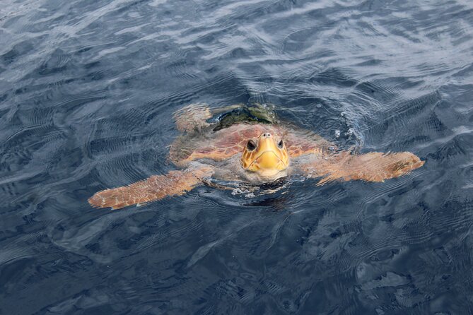 No chase Whale & Dolphin tour putting Marine Life first - we care - How the marine-life specialists help you spot more