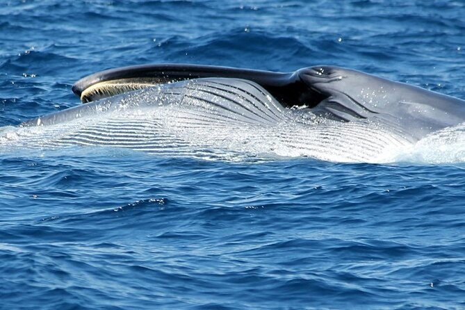 No chase Whale & Dolphin tour putting Marine Life first - we care - Boat comfort: salon, deck choice, and the sound of wind
