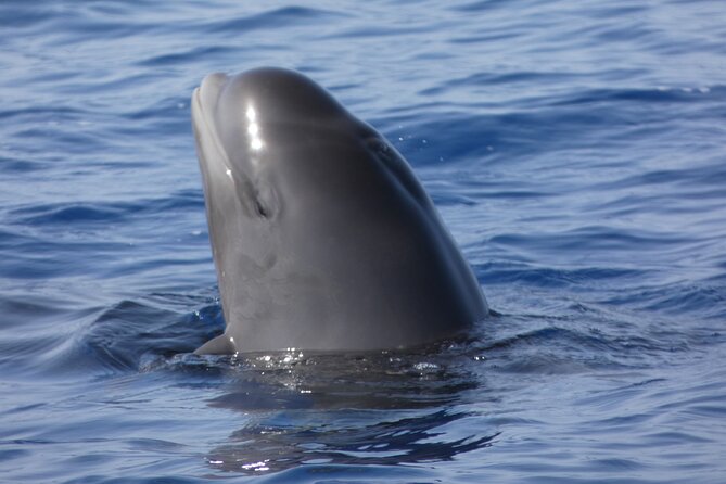 No chase Whale & Dolphin tour putting Marine Life first - we care - The no-chase policy: what you gain (and what you can’t control)