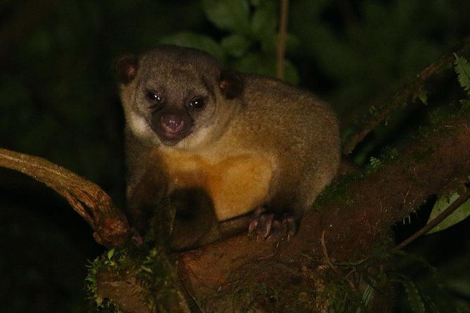 Nocturnal Walk in the Hanging Bridges - The trail setup: bridges, flashlights, and keeping the night fun