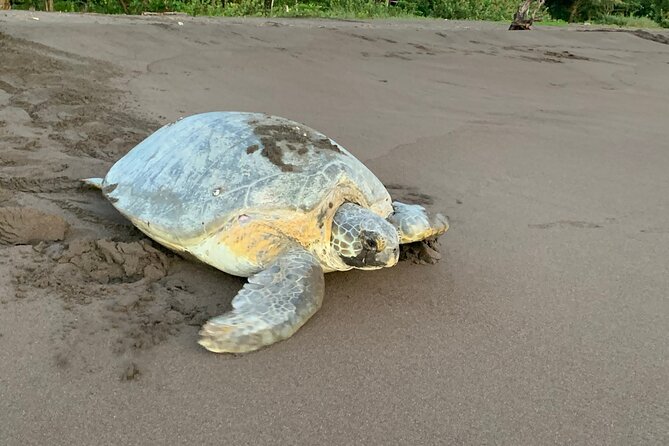 Observation of Turtles in their Natural Habitat in Tortuguero - Key highlights you can actually use