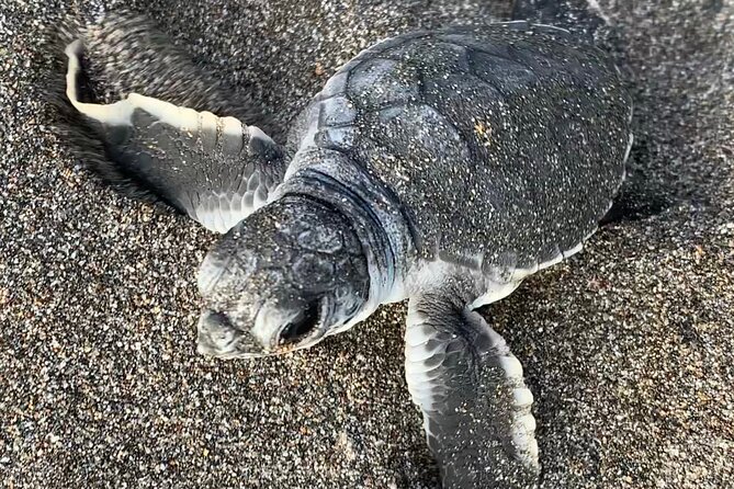 Observation of Turtles in their Natural Habitat in Tortuguero - A quick practical checklist before you go