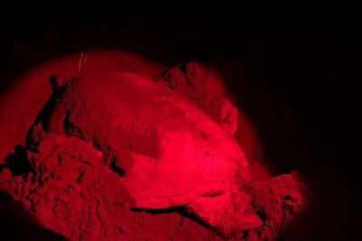 Observation of Turtles in their Natural Habitat in Tortuguero - Waiting posts and nesting stages: what you might actually see