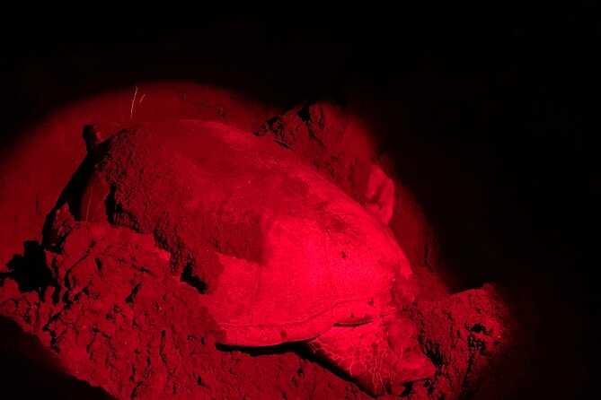Observation of Turtles in their Natural Habitat in Tortuguero - Waiting posts and nesting stages: what you might actually see