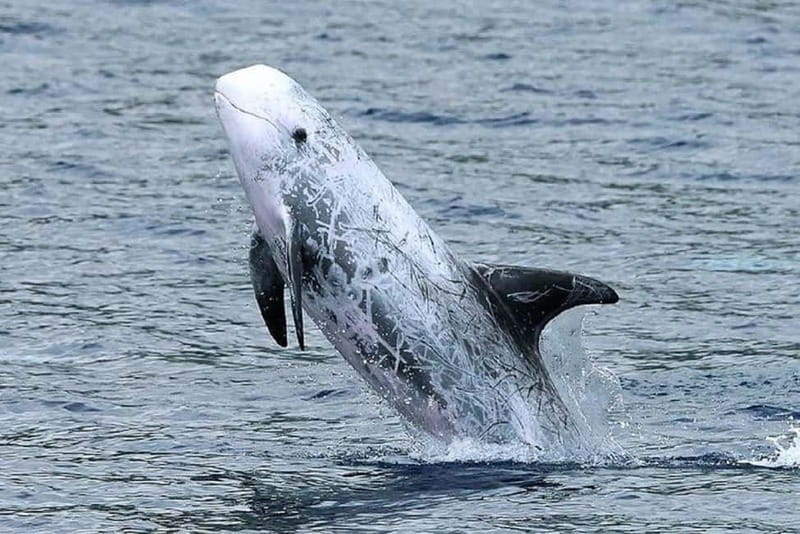 Observation of whales and dolphins in island Pico - Quick Take: Key Things I’d Plan Around
