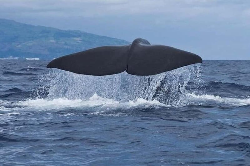 Observation of whales and dolphins in island Pico - Pico Whale and Dolphin Watching: What Makes This Trip Feel Worth It