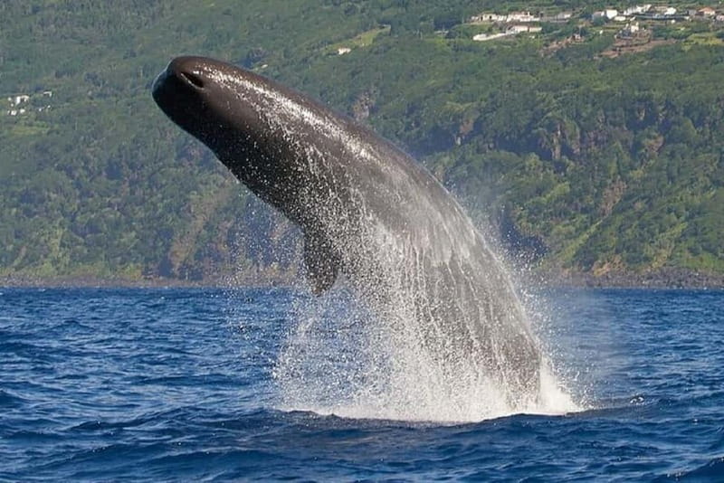Observation of whales and dolphins in island Pico - Where You Meet in Lajes do Pico: Rua dos Baleeiros and Bela Vista Travel