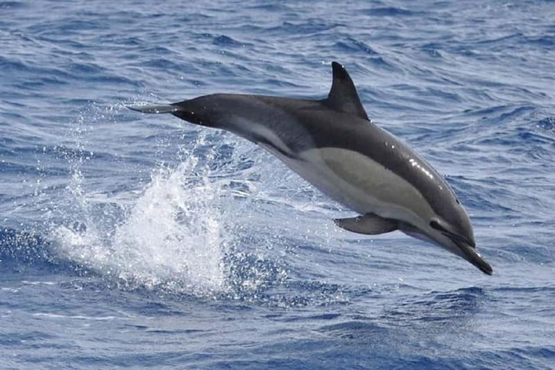Observation of whales and dolphins in island Pico - Stop-by-Stop Breakdown: Rua dos Baleeiros to the 3-Hour Loop