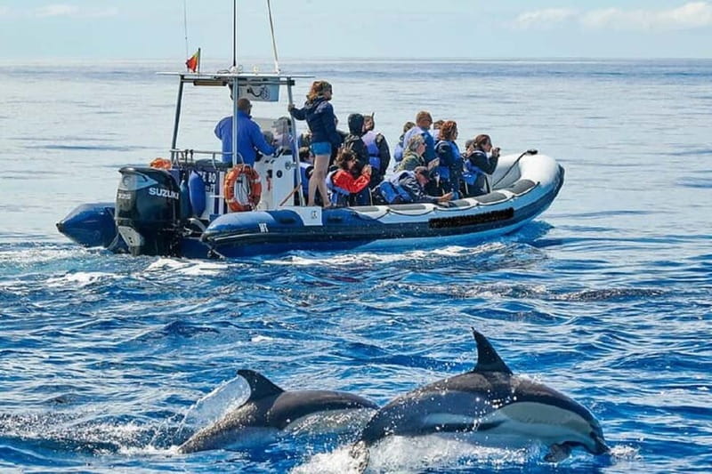 Observation of whales and dolphins in island Pico - Price and Value: Is $68 a Fair Deal for Pico’s 3-Hour Adventure?