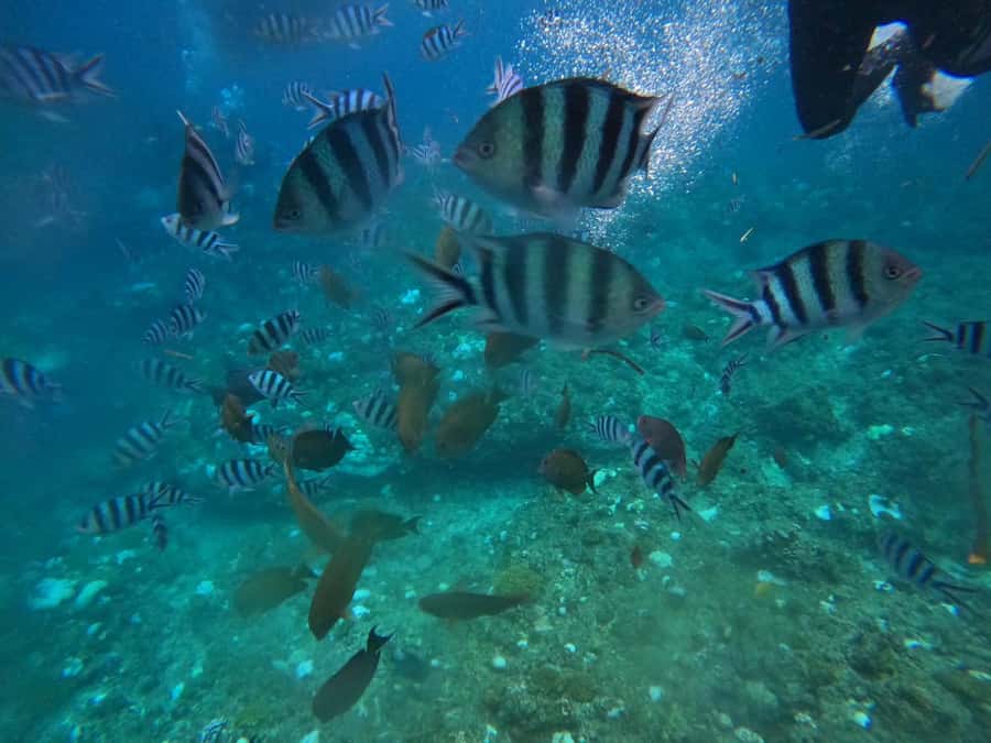 Okinawa: Blue Cave Private Snorkeling Tour with Guide - The value for $83: private attention, gear, and a photo memory pack