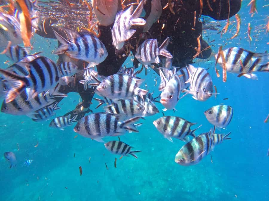Okinawa: Blue Cave Private Snorkeling Tour with Guide - Weather swaps and Blue Cave closures: plan like a realist