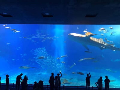 Okinawa Churaumi or Tropical, Kouri American Village BusTour - Price and value: what you get for about $45