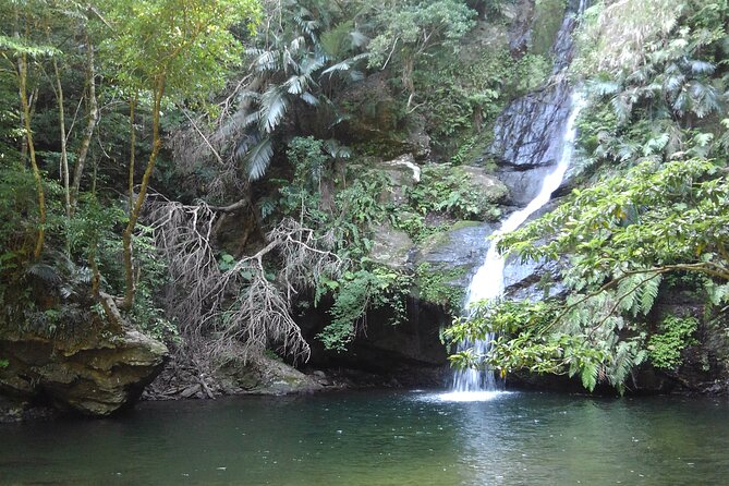 Okinawa Jungle Trails & Waterfalls – Private Yanbaru Tour - Why Yanbaru’s jungle river trek beats a typical Okinawa day