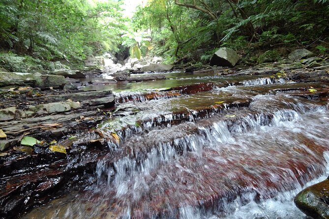 Okinawa Jungle Trails & Waterfalls – Private Yanbaru Tour - Your guide: why Nik’s style makes the trek feel easy