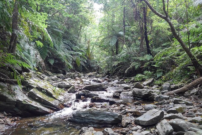 Okinawa Jungle Trails & Waterfalls – Private Yanbaru Tour - Price and value: $69.02 for a guided private nature outing