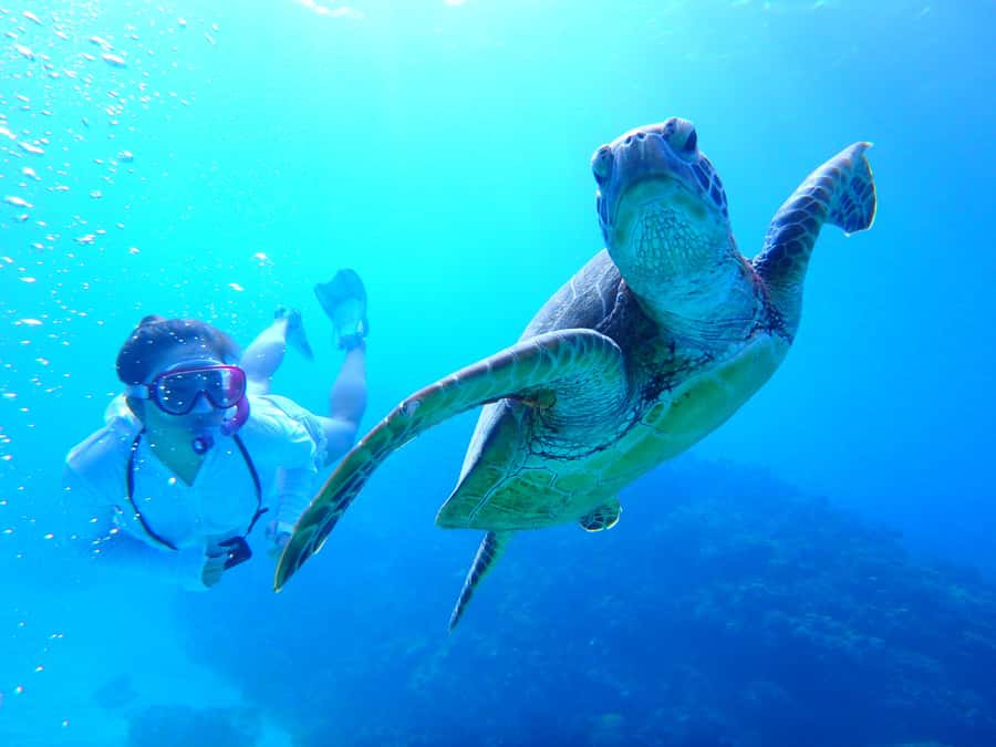 Okinawa : Kerama Whole Day Snorkeling Tour From Chatan/Naha - Kerama National Park snorkeling, minus the hassle