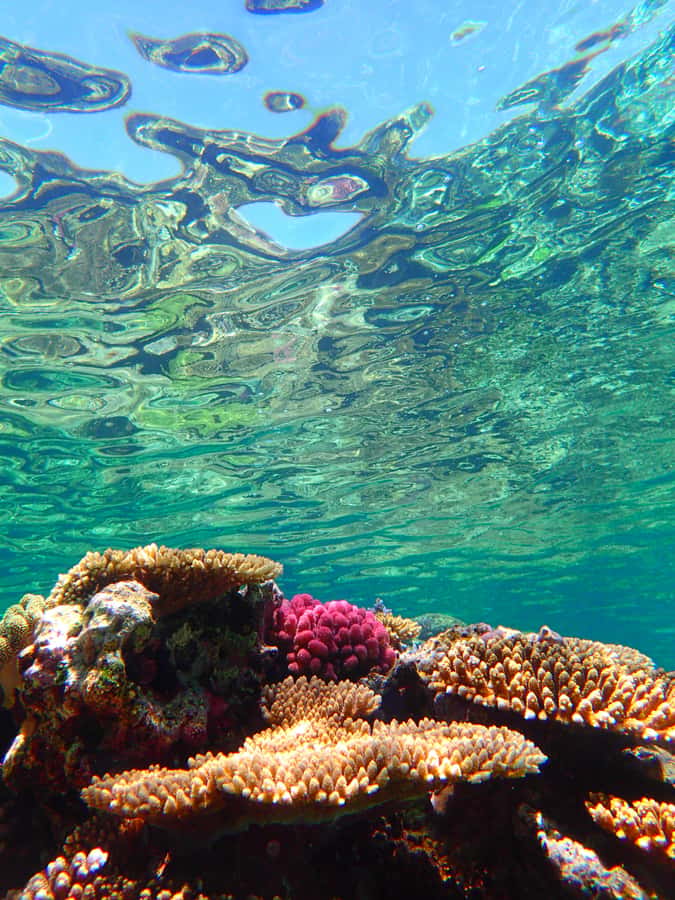 Okinawa : Kerama Whole Day Snorkeling Tour From Chatan/Naha - Photos, languages, and the little details that shape the vibe