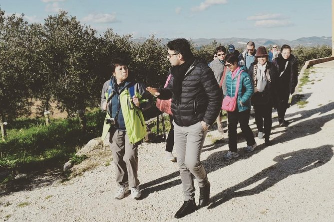 Olive Oil Experience - Key highlights at a glance
