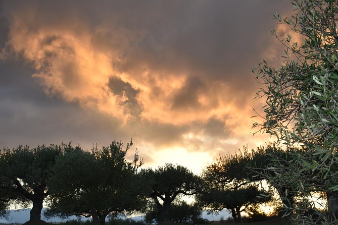 Olive Oil Tasting Tour - Private tour dynamics: why this feels more personal than a group stop