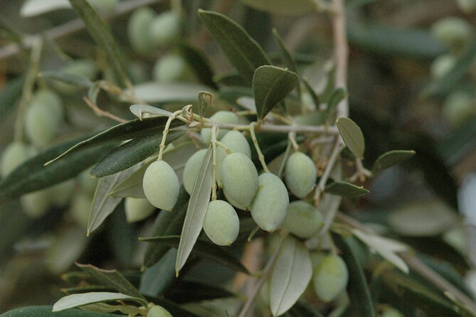 Olive Oil Tasting Tour - Timing, duration, and choosing the right slot