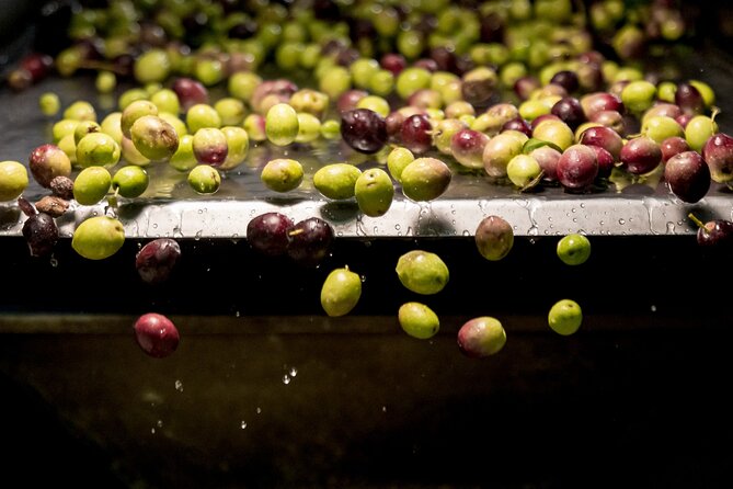 Olive Oil Tour Visit to the oil mill and olive oil tasting - Terra Surti in Sortino: Why This Olive Oil Tour Feels Close-Up