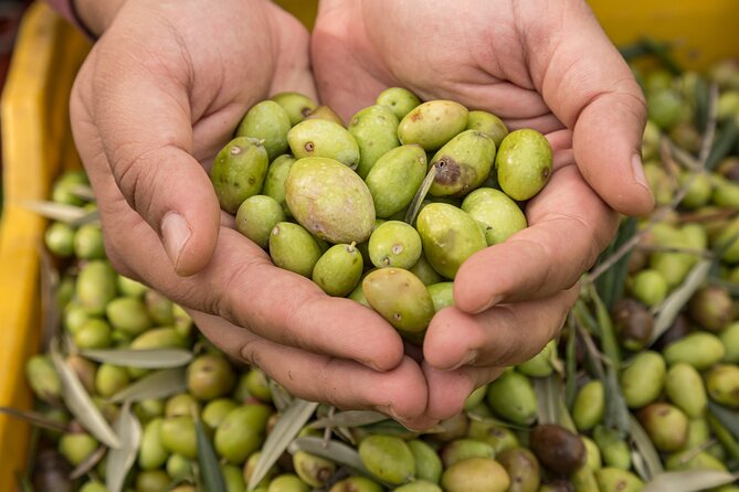 Olive Oil Tour Visit to the oil mill and olive oil tasting - Should You Book Terra Surti’s Olive Oil Tour?