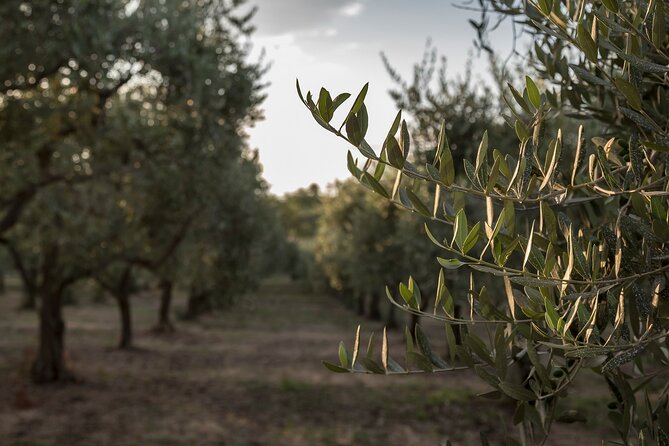 Olive Oil Tour Visit to the oil mill and olive oil tasting - The Oil Mill Visit: Traditional Machinery in Plain Sight