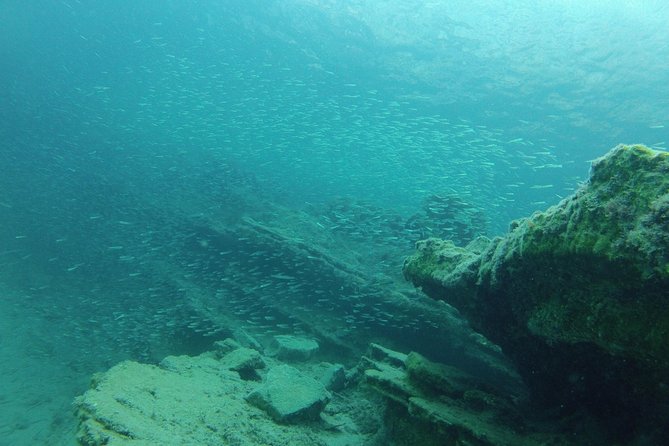 Olous – Guided Snorkelling Excursion to Discover Olous Sunken Ancient City - In the water at Olous: what you’re likely to see