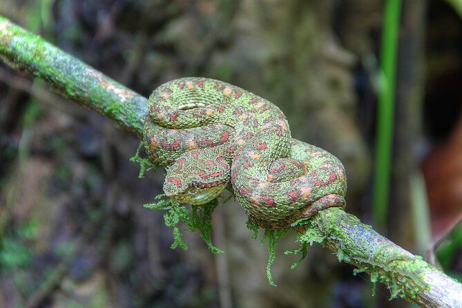 Pacheco Tours - 2 Days 1 Night in Corcovado Sirena From Drake Bay - Day 2 pre-dawn hike: the forest wakes up around 5:00 AM