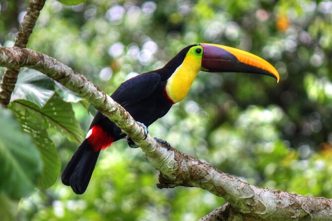 Pacheco Tours - 2 Days 1 Night in Corcovado Sirena From Drake Bay - Price and value: what $365 covers, and when it feels like a deal