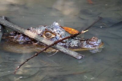 Paddle Through Paradise: Mangrove Kayak Adventure - Nacarcosta Wildlife Adventure: What You’ll See While You Paddle