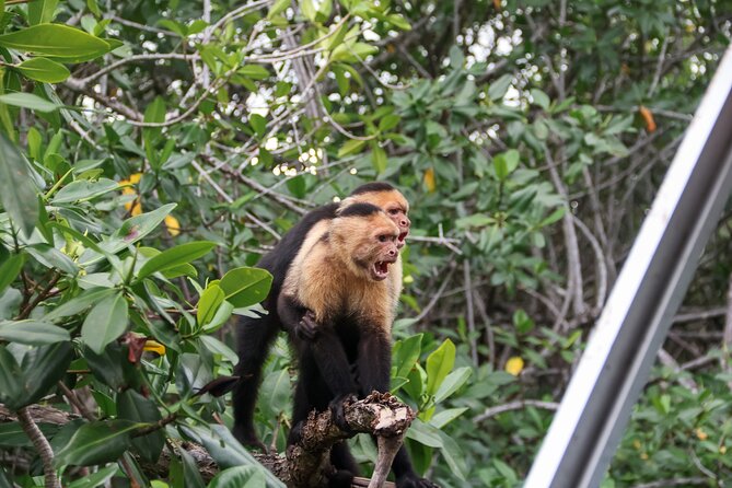 Paddle Through Paradise: Mangrove Kayak Adventure - FAQ