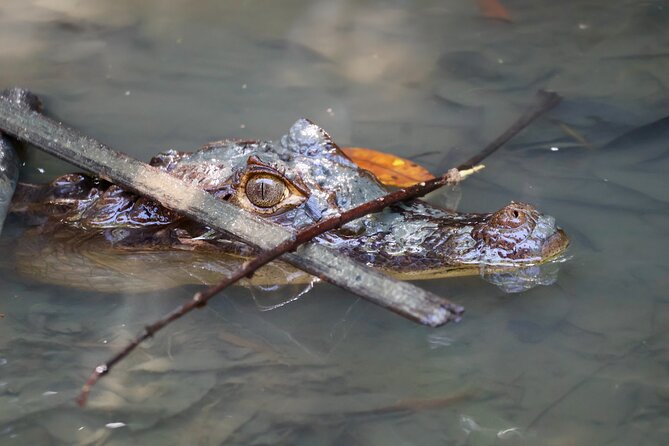 Paddle Through Paradise: Mangrove Kayak Adventure - Nacarcosta Wildlife Adventure: What You’ll See While You Paddle