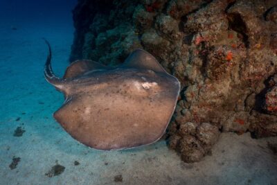 PADI Open Water course in Playa de las Americas - Course rhythm: online theory, skills day, then Open Water sessions