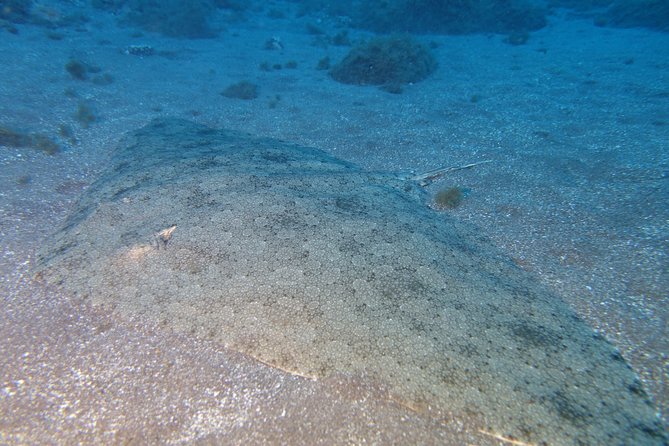 PADI Open Water Diver Course (OWD) - 2.5 days - Scubanana in Radazul: your meeting point and first gear check