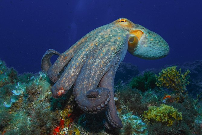 PADI Open Water Diver Course (OWD) - 2.5 days - Gear, small groups, and what included extras mean for value