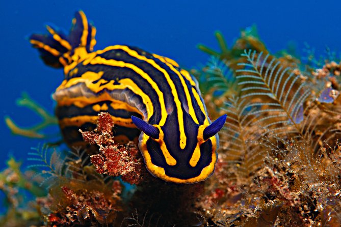 PADI Open Water Diver Course (OWD) - 2.5 days - Price and value: is $724.41 a fair deal for OWD?