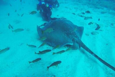 PADI Scuba Diving Courses in Tenerife: All Specialities Until Divemaster - The PADI Path, From Open Water to Specialty Training (and Toward Divemaster)