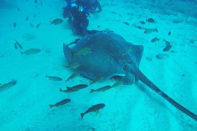 PADI Scuba Diving Courses in Tenerife: All Specialities Until Divemaster - The PADI Path, From Open Water to Specialty Training (and Toward Divemaster)