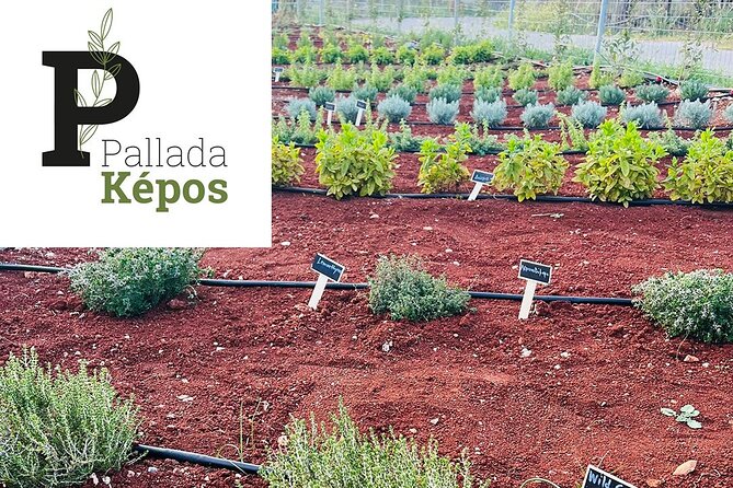Pallada Semi-Private Olive Oil Tours in Sternes, Chania - Practical Tips Before You Go