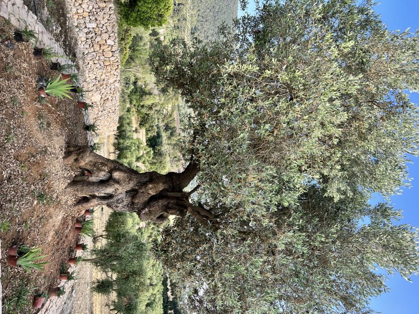 Palma: Orange Farm, Olive Mill, & Winery Tour with Tastings - What the Small Group Changes (More Than You’d Think)