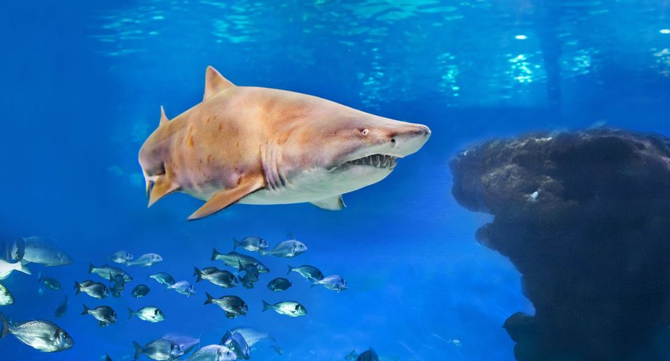 Palma: Palma Aquarium Ticket with Transfer Service - How the Palma Aquarium transfer works from Mallorca